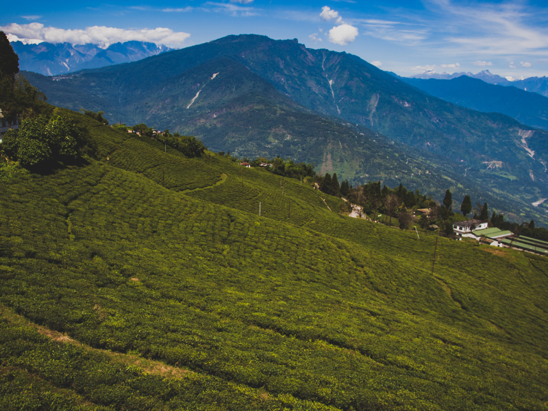 Manali // Shimla, Himachal Pradesh